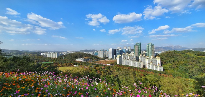 Landscape with flowers