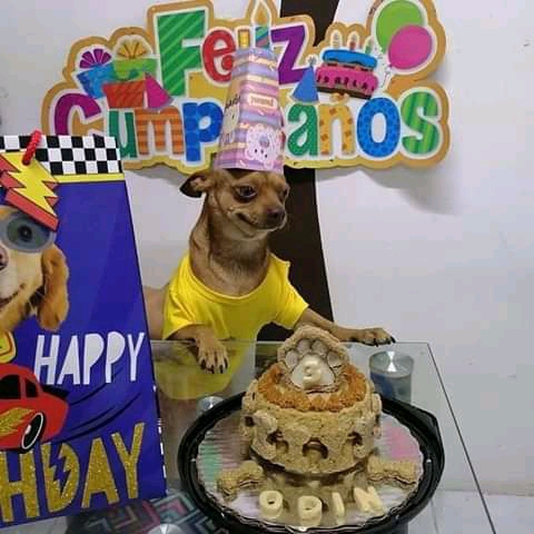 happy birthday dog