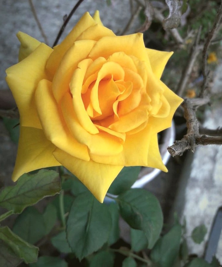 flower i love