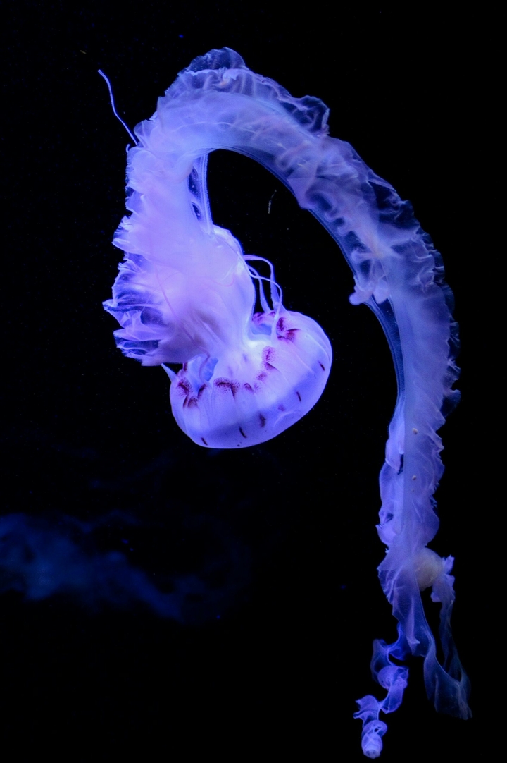 jellyfish