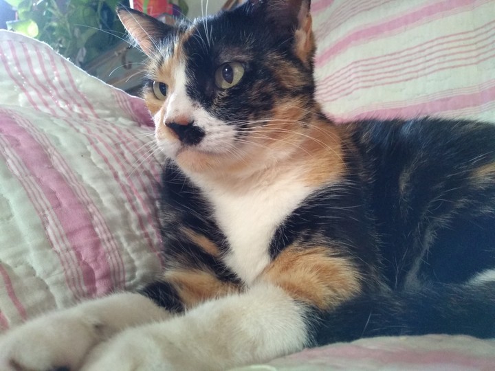 Gato