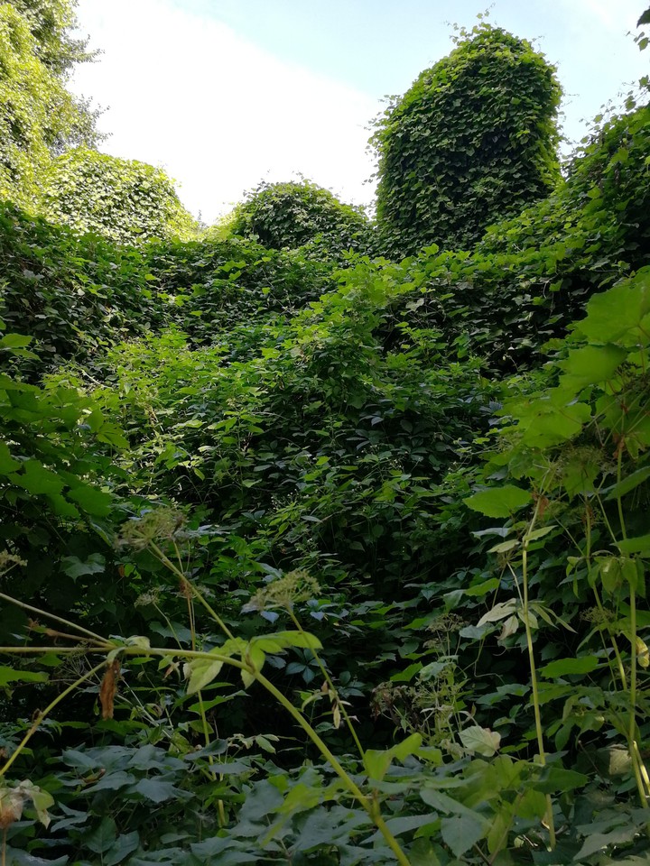 Thickets