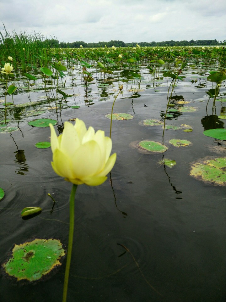 lily pads and flowers