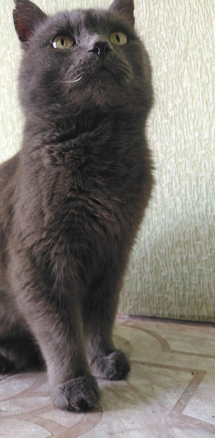 cat?