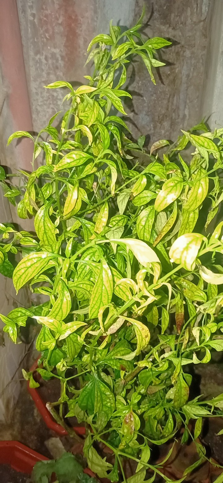 serpentina plant
