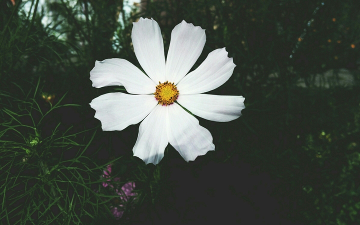 Beautiful Cosmos