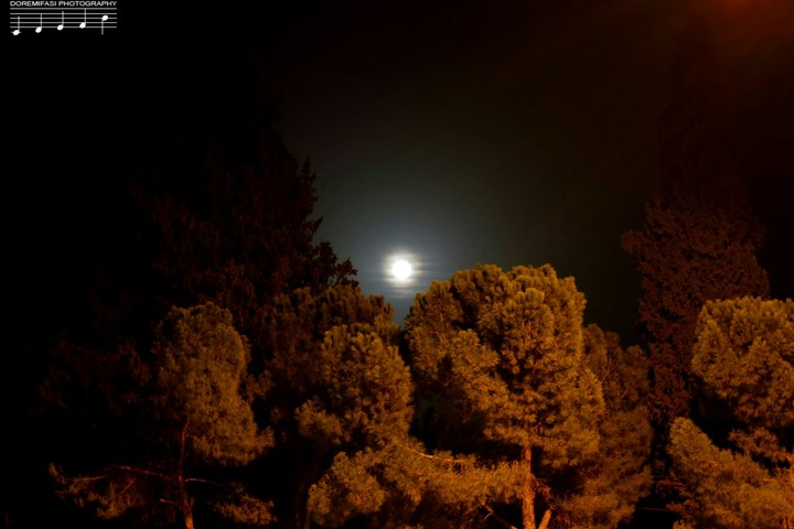 night trees