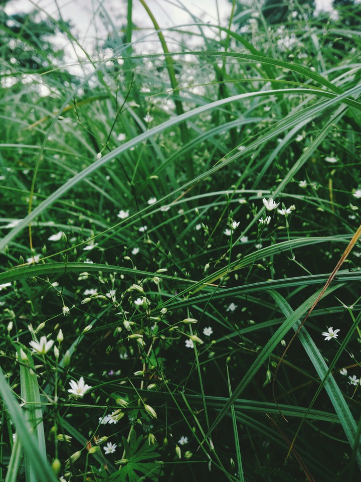 Green planet