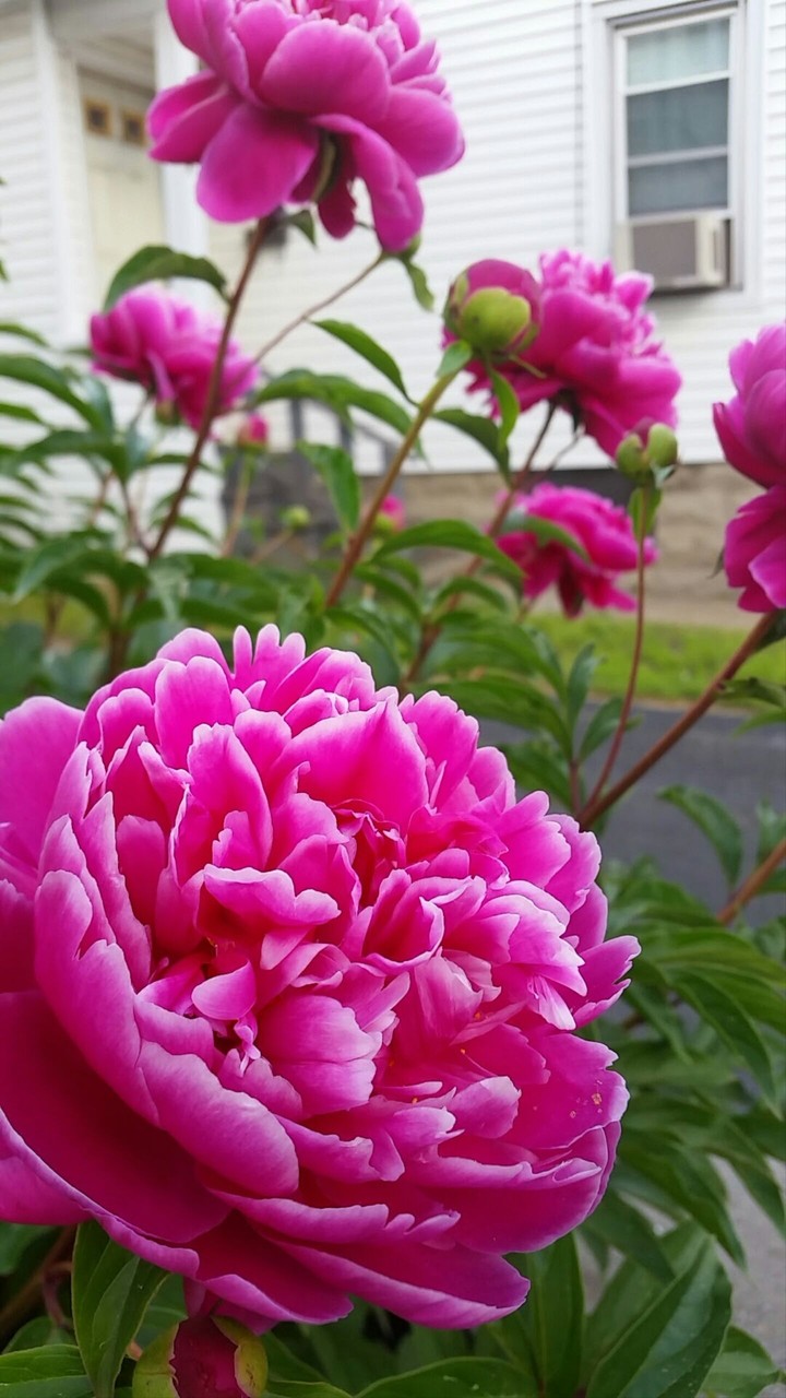Pink Peonies