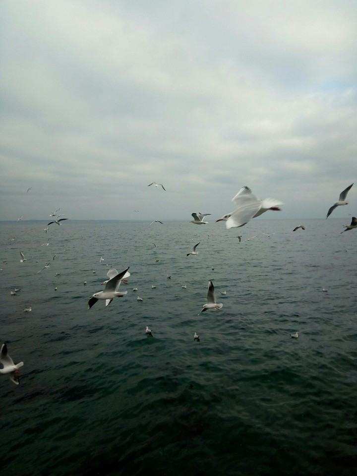 Black Sea. Odessa