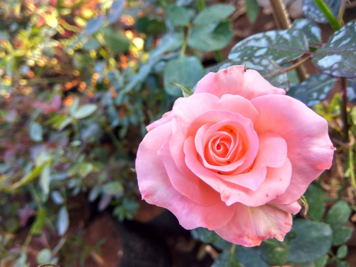 Pink rose
