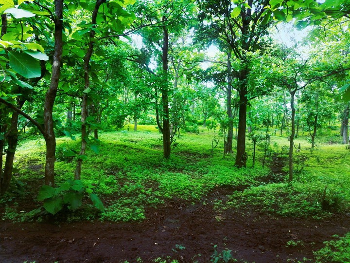 dense forest