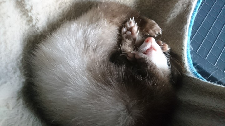 fifi