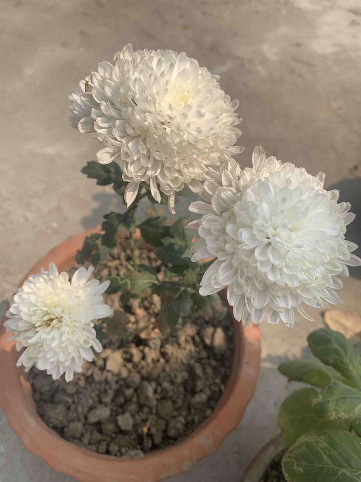 flowers chrysanthemum