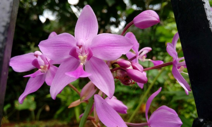 violet orchid