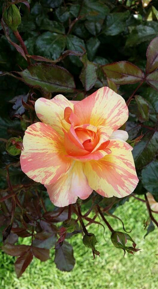Rosas