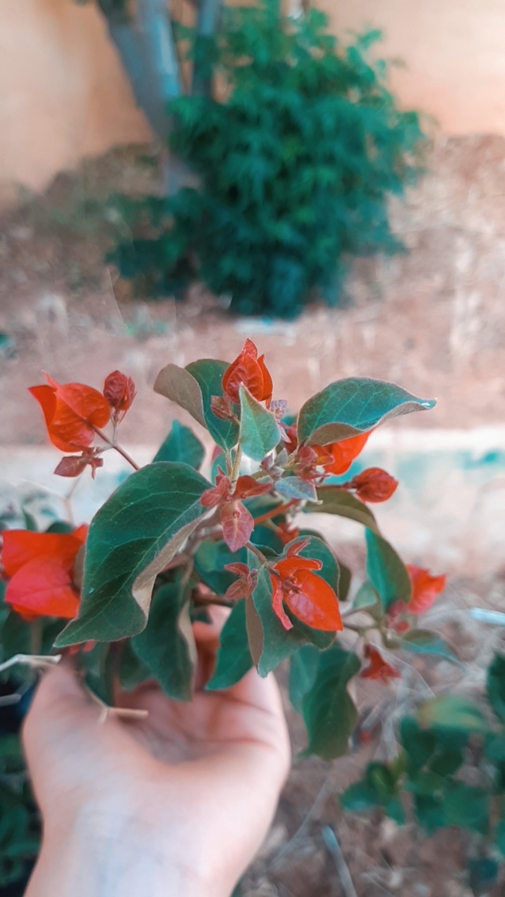 flower