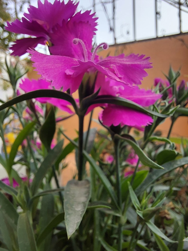 Beautiful flower