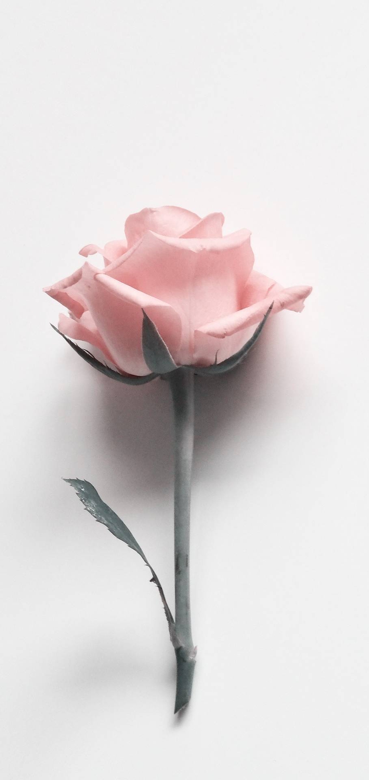 Rosen