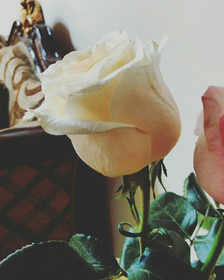 my flower 