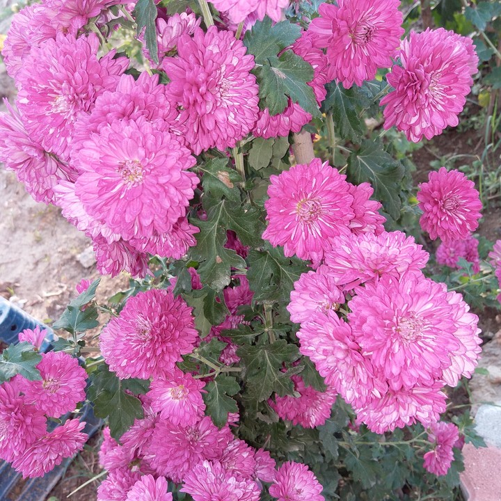 kasımpatı