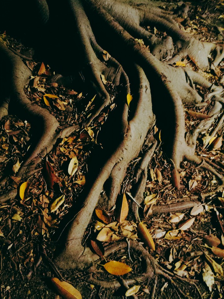 Tree of life