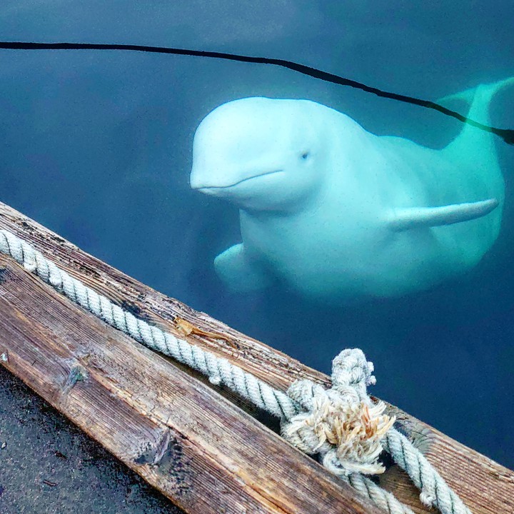 Beluga whale
