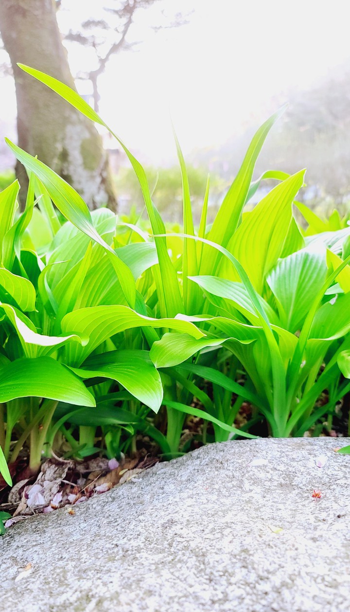 옥잠화 a hosta