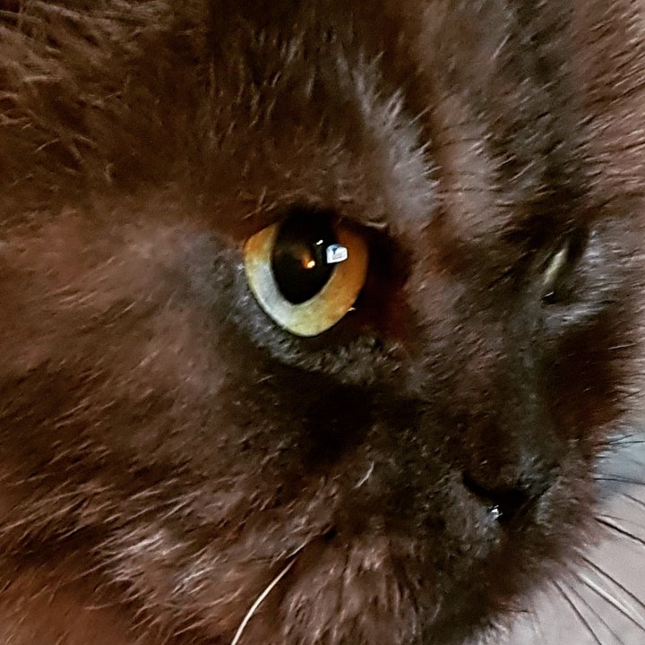 cat Clodovil