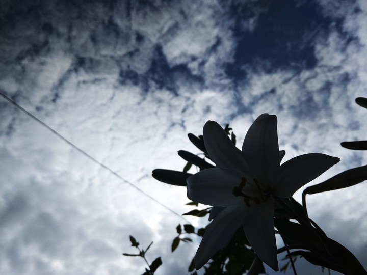 sky and flower