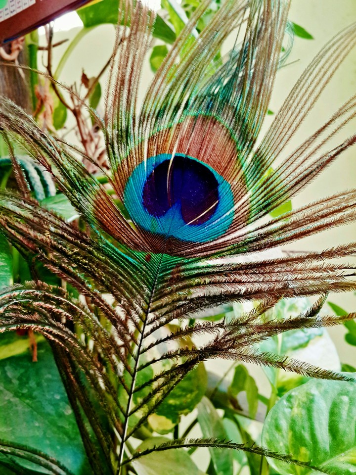 Peacock Feather