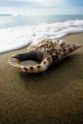 shell