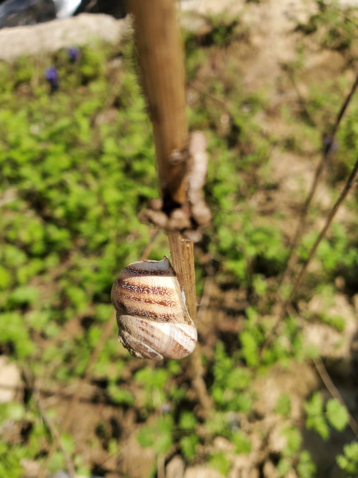 snail