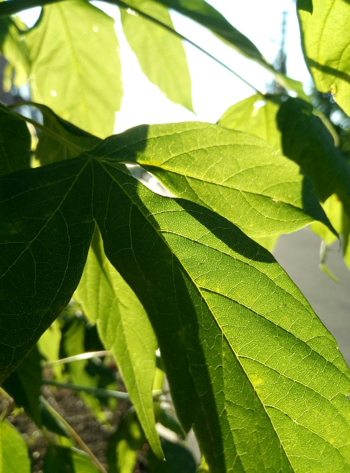 leaves
