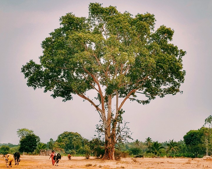 Rural India