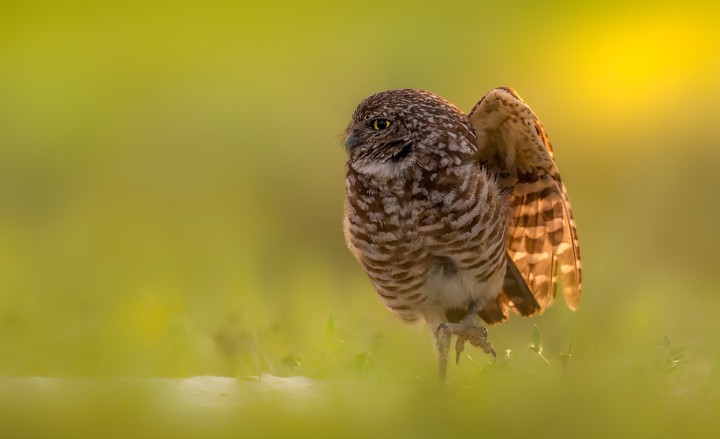 owl