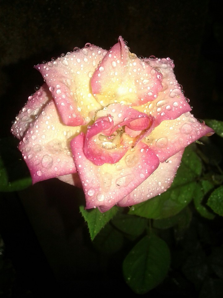 Rose in rain