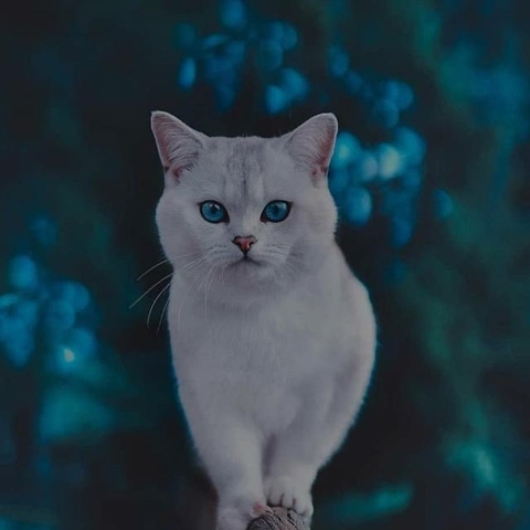 cat
