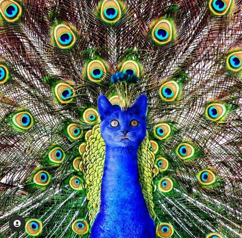 sfondi vertebrate, kedi