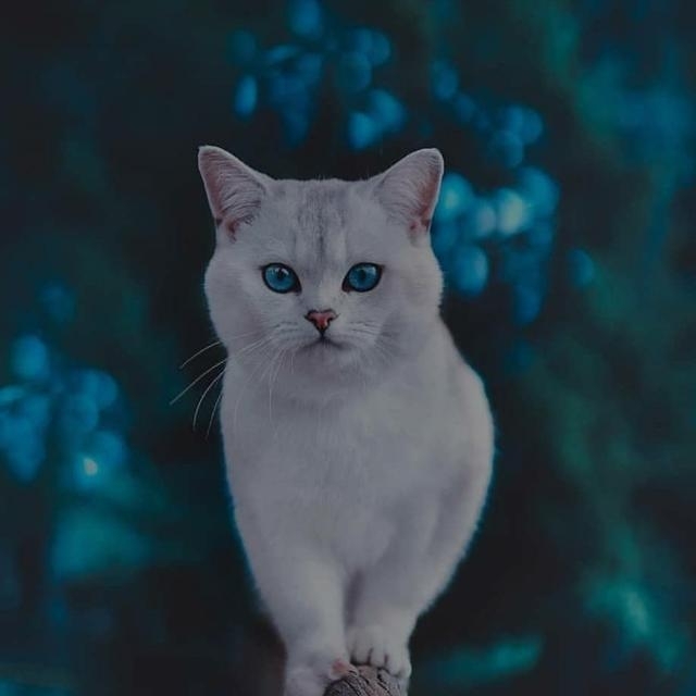 cat