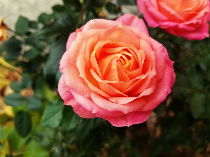 roses