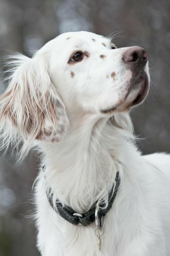 Beautiful dog