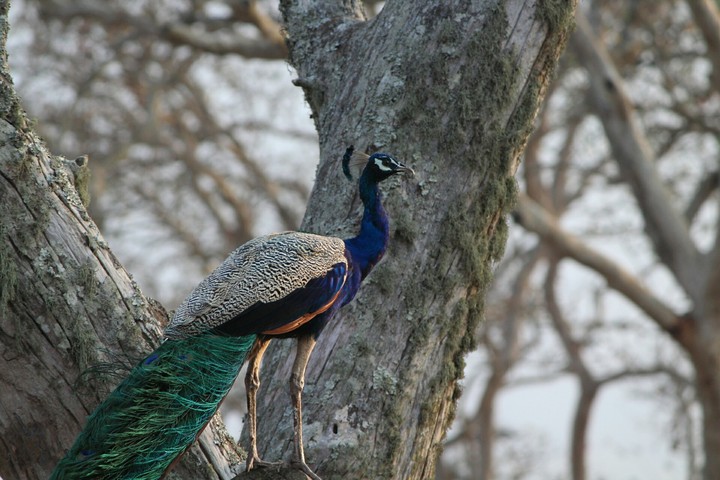 beautiful peacock