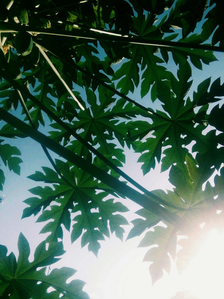 Leaf
