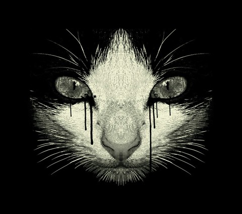 Warriors cat
