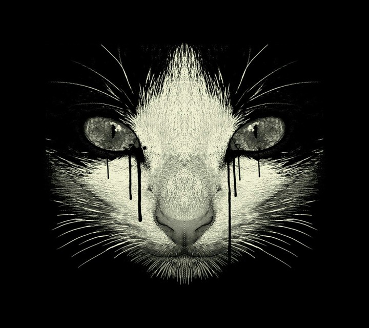 Warriors cat