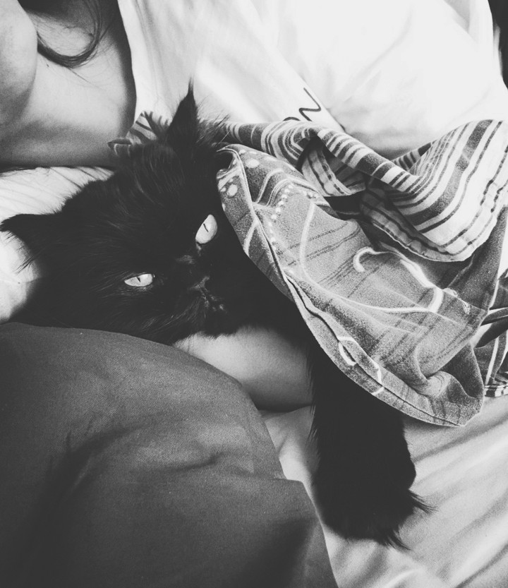 котя
