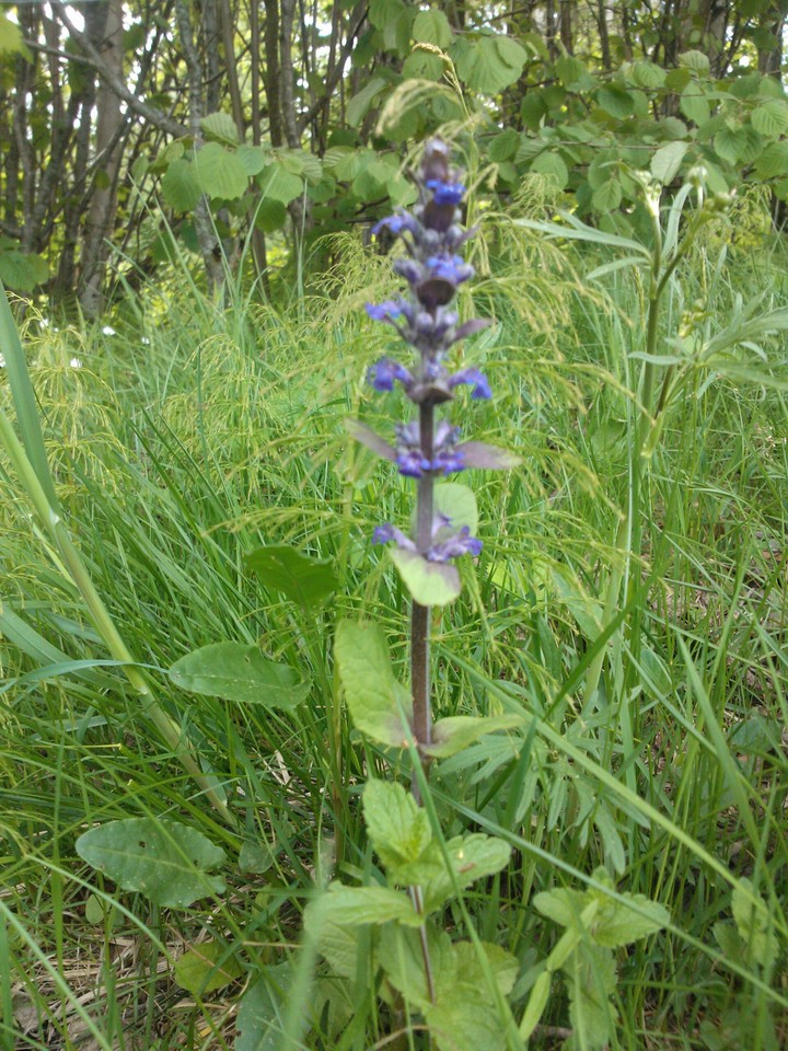 zielone