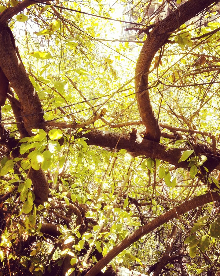 Natural tree