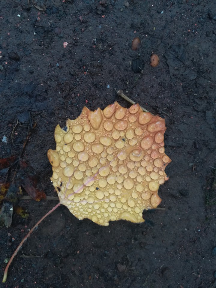 raindrops